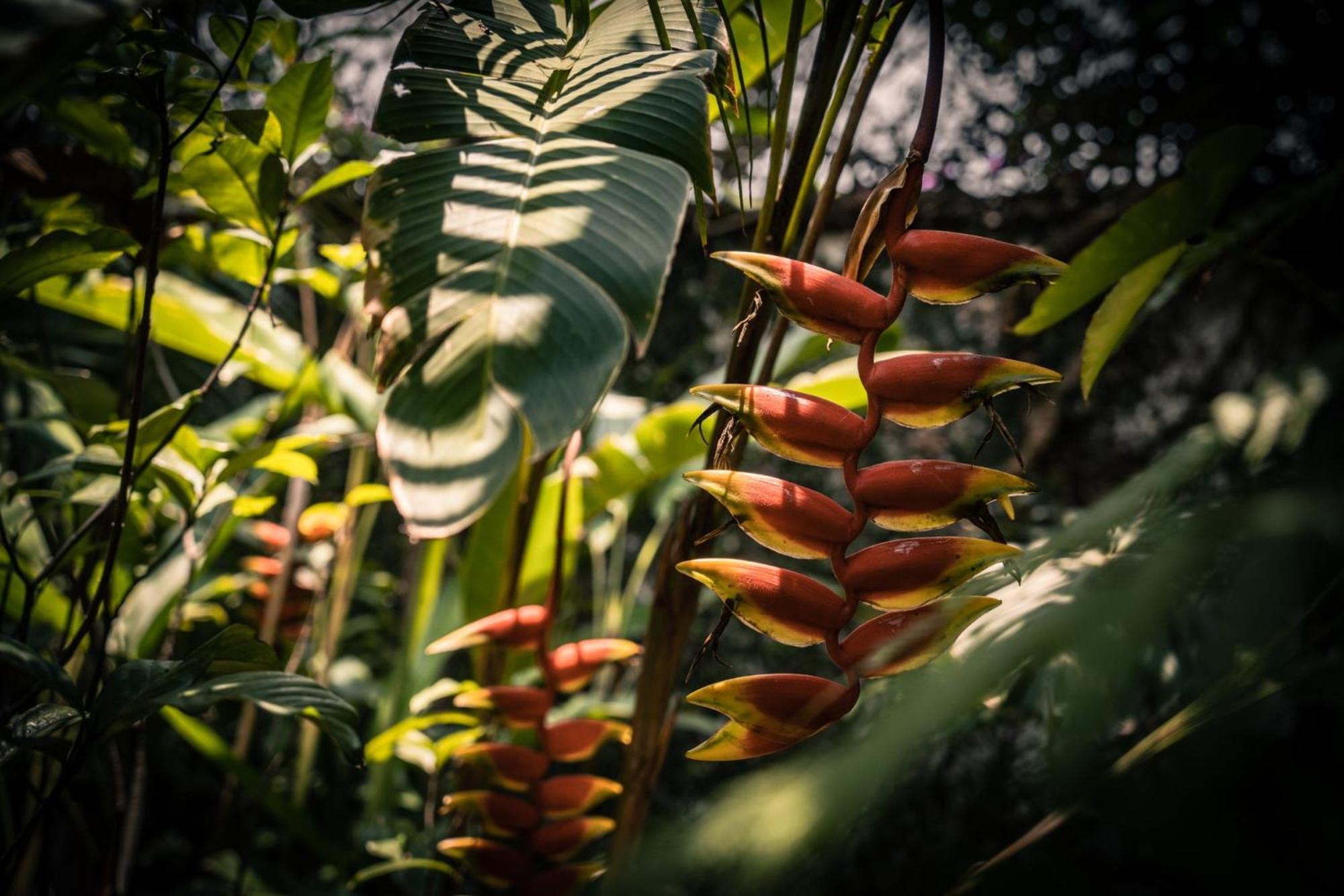 Baraka Antigua Villa Buitenkant foto